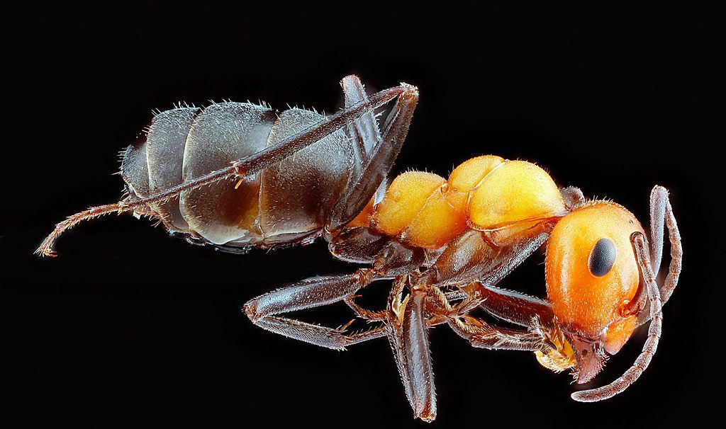 Ant Control service in Chapel Hill, NC
