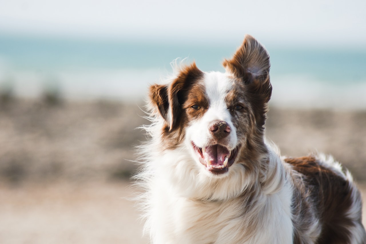 Flea & Tick Control service in Chapel Hill, NC