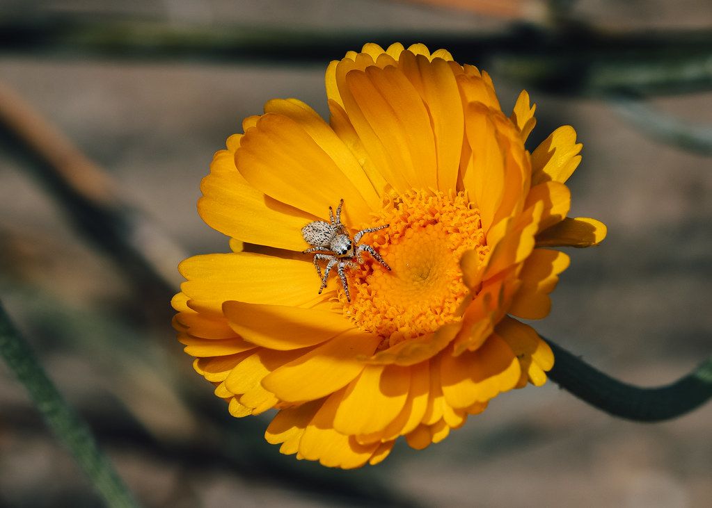 Spider Control service in Chapel Hill, NC